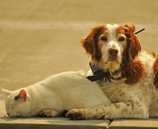 How Pets Benefit Older Adults
