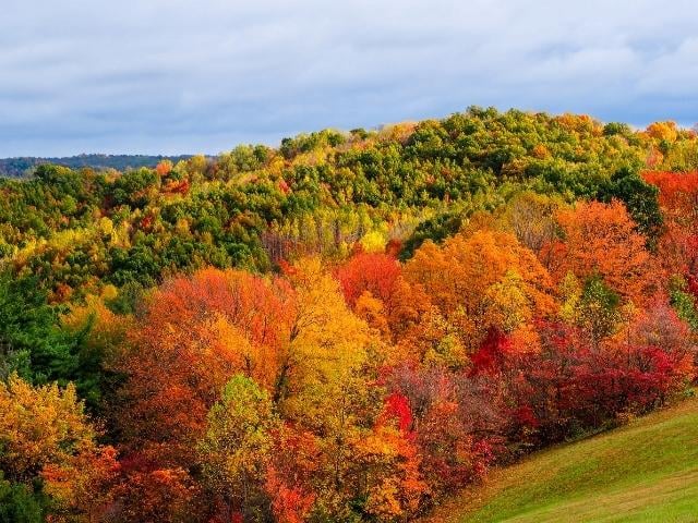 fall leaves in the hills of Hocking Hills, OH