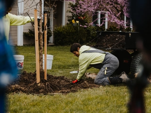 Rachel planting a tree