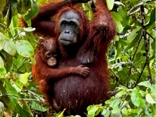 orangutan mother and baby