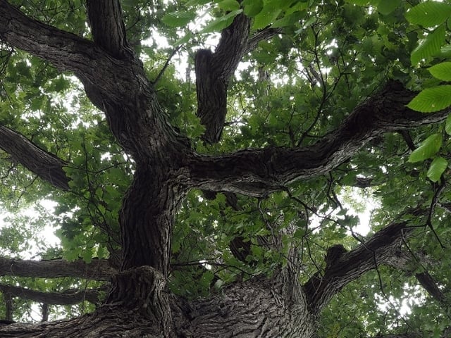 upward view of tree