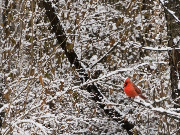Winter Birding in Ohio
