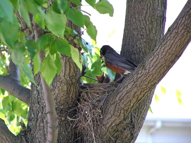 mother bird feeding babies in nest