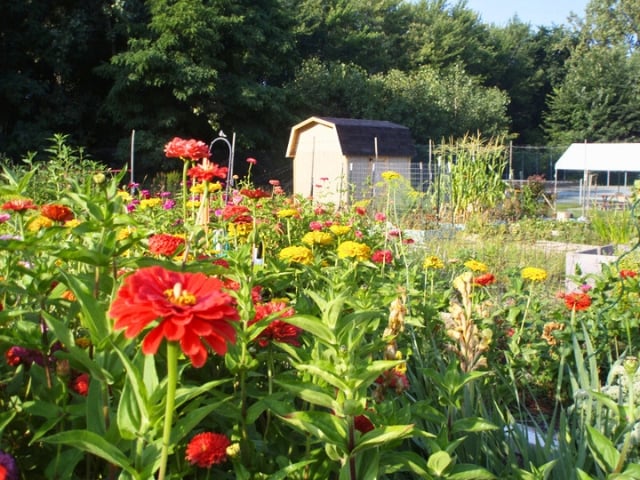 Community garden at Kendal 