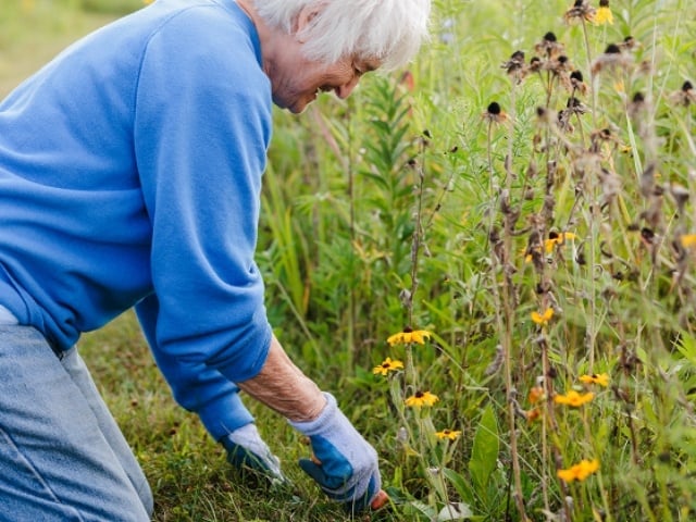 woman tending to weeds