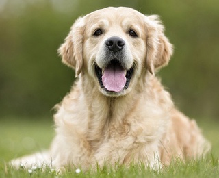 Pet-Friendly Oberlin