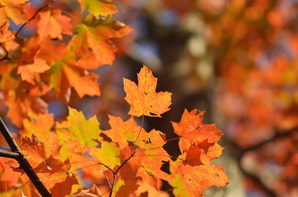 Fall Leaves