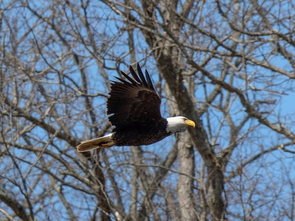 Bald Eagle - CVNP - Tim Fenner - 640x480