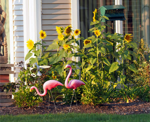 lawn and garden flowers