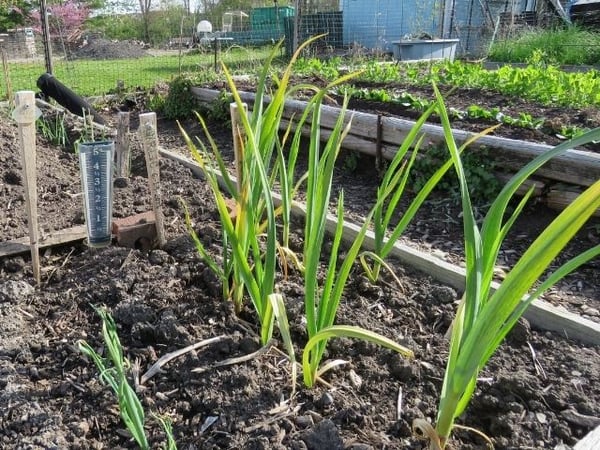 Get Ready for Spring in the Garden