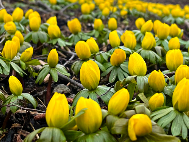 Spring Flowers 