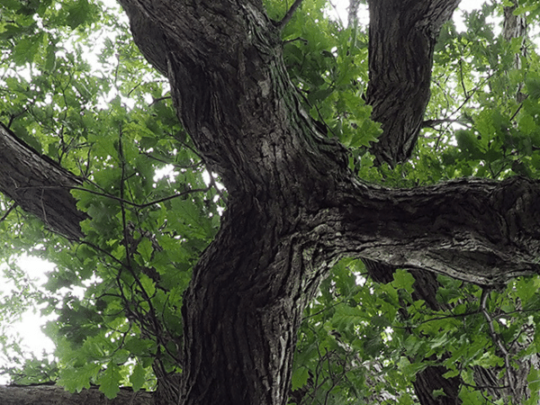 A Green Life Plan Community