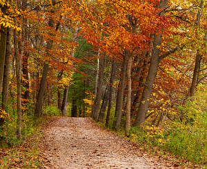 trail going through ohio fall foliage