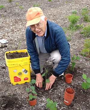 Older man giving his time gardening