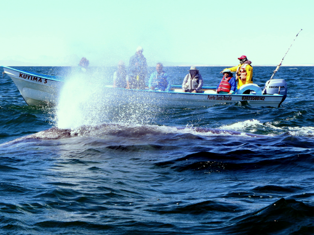 whale in ocean